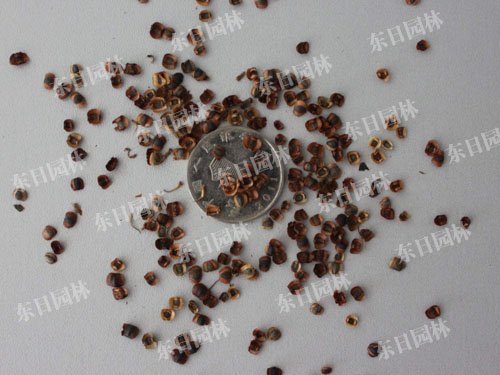 长沙东日园林工程有限公司,长沙园林绿化工程,长沙绿化养护管理