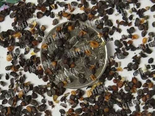 长沙东日园林工程有限公司,长沙园林绿化工程,长沙绿化养护管理