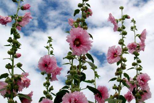 长沙东日园林工程有限公司,长沙园林绿化工程,长沙绿化养护管理