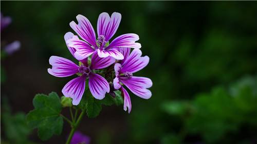 长沙东日园林工程有限公司,长沙园林绿化工程,长沙绿化养护管理