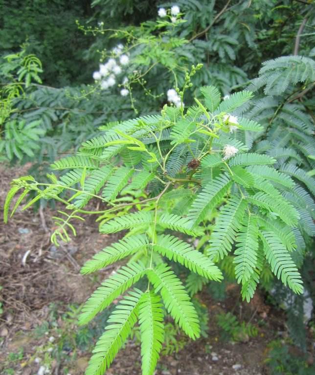 长沙东日园林工程有限公司,长沙园林绿化工程,长沙绿化养护管理