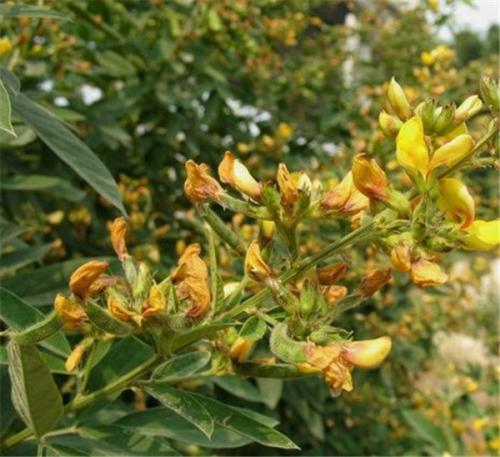 长沙东日园林工程有限公司,长沙园林绿化工程,长沙绿化养护管理